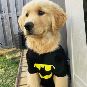 Meet your Posher, Martin